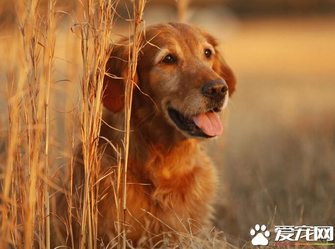 狗狗皮炎怎么办 可全身应用抗菌素疗法