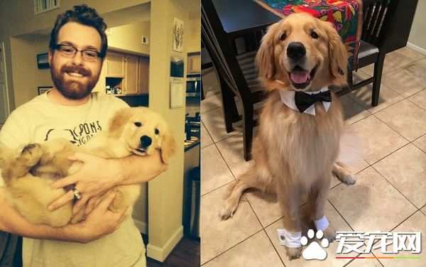 黄金猎犬穿西装打领带 帮主人向女朋友求婚成功了