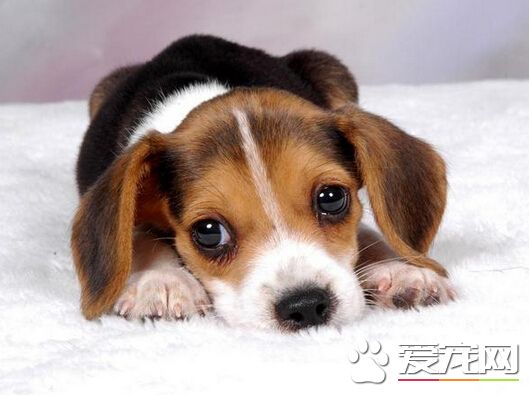 狗吃什么毛亮 喂狗狗吃富含蛋白质的饲料