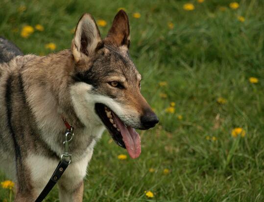 捷克狼犬