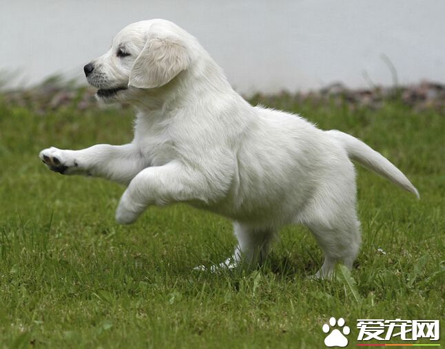 狗吃多了会怎么样 首先需要的是禁食一天