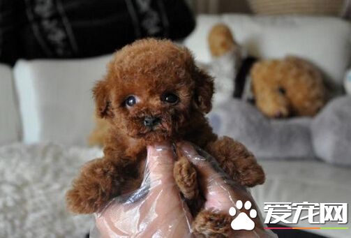 泰迪狗和贵宾狗的区别 其区别方法分享