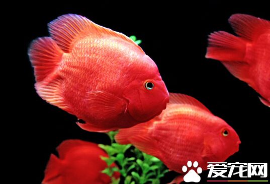 财神鱼要多少钱 带大家了解财神鱼的价格