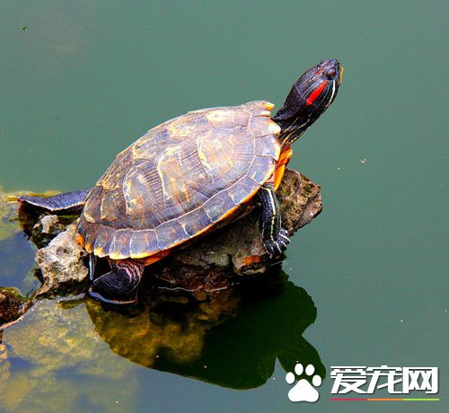 乌龟毛霉病 用0.2%浓度高锰酸钾水浸泡10分钟