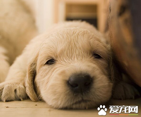 狗被猫咬了怎么办 防止猫狗之间细菌感染