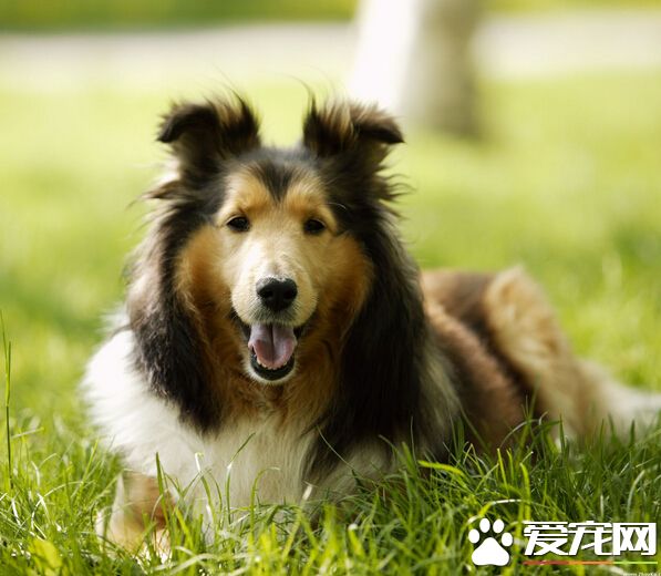 狗粮怎么给狗吃 饮食一定要注重营养均衡