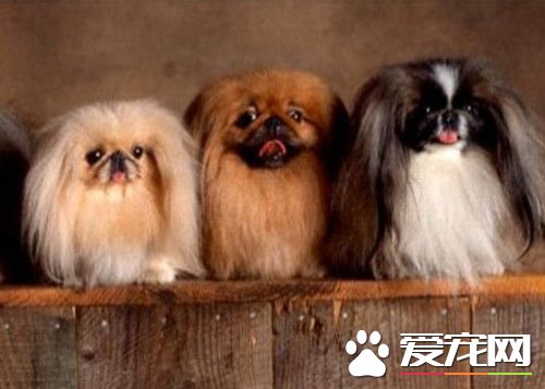 选择玩赏幼犬的方法 健康状况是选犬的重点