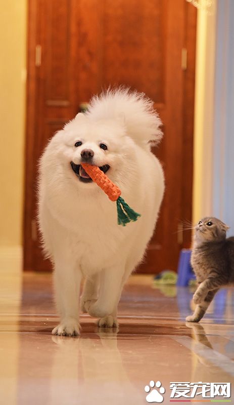 卧槽，从未见过如此巨大的兔纸