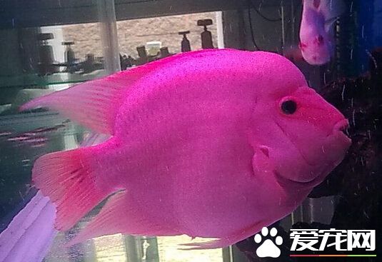 红财神鱼的价格 价格几十元到上百元不等