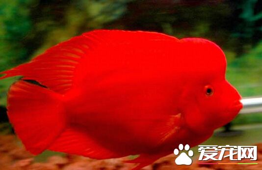 红财神鱼的价格 价格几十元到上百元不等