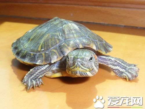 乌龟的水蛭病 平时经常用生石灰调水可预防