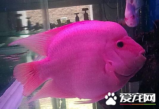 财神鱼是鹦鹉鱼吗 带你了解财神鱼鹦鹉鱼