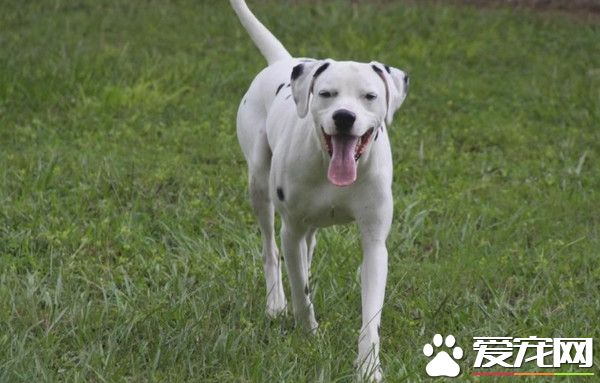 找不到回家的路 狗狗夜闯消防站求助