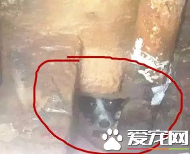 为救卡下水道的小狗 消防3次出动钻人孔爬粪坑