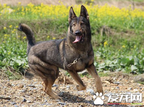 昆明犬怎么训练 可以利用狗狗的条件反射训练