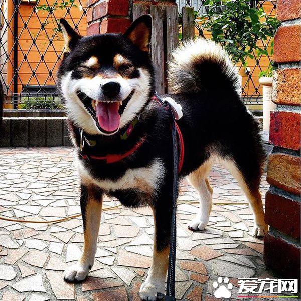 汪的笑容太灿烂，温暖了这个季节