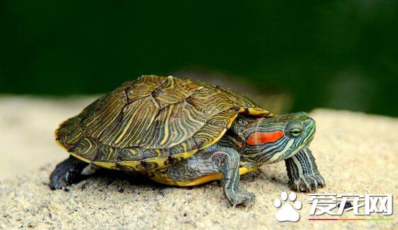 乌龟的腐皮病 最好每2～5天换一次新水
