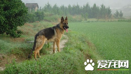 昆明犬分几种 昆明犬大致可以分为三个品系