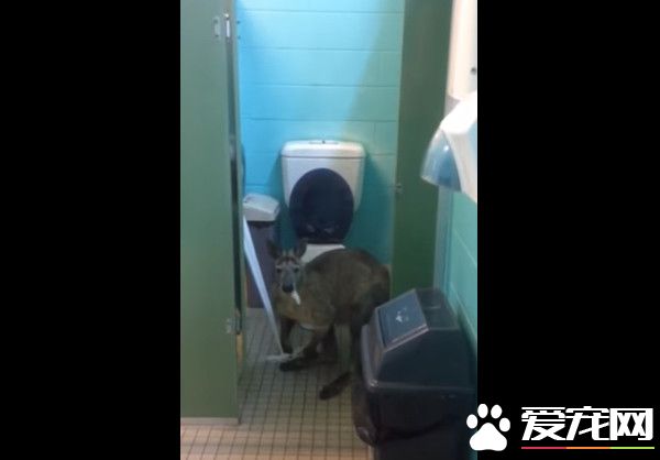 澳洲袋鼠先生躲公厕啃卷筒卫生纸