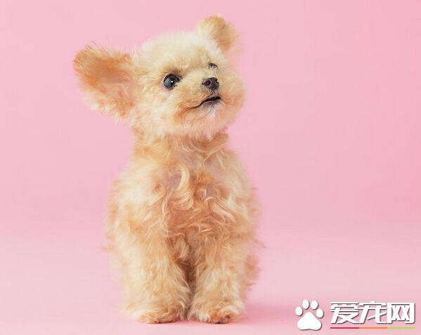 狗可以吃肠虫清 效果不加且还有副作用