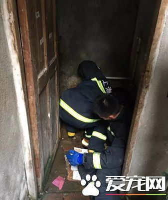 为救卡下水道的小狗 消防3次出动钻人孔爬粪坑