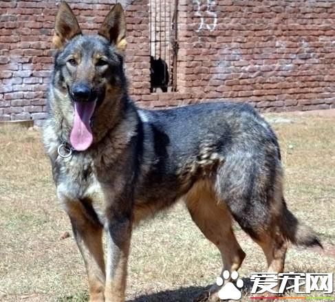 昆明犬幼犬价格 其价格也在1000-3000元不等
