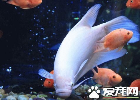 招财鱼眼睛发白 蒙眼病的治疗方法详解