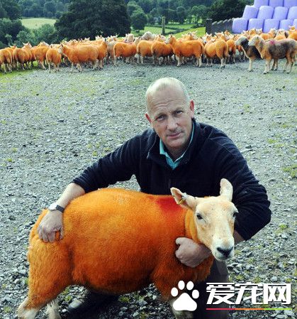 被偷300只羊后 英国牧羊人把800只绵羊全染橘