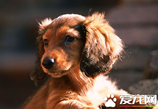 让狗咬了怎么办 在24小时内打狂犬疫苗