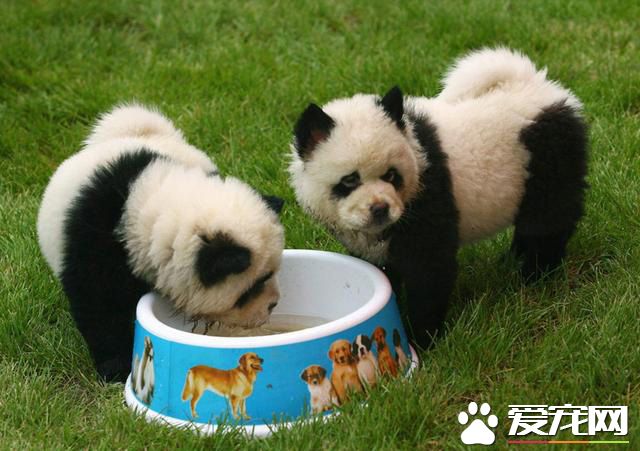 这两只小熊猫感觉有点不对劲啊