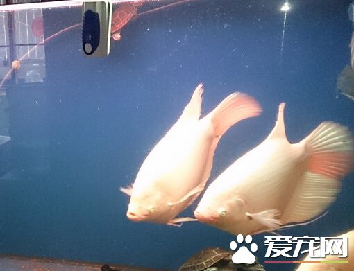 招财鱼烂肉怎么治 招财鱼烂肉的防治