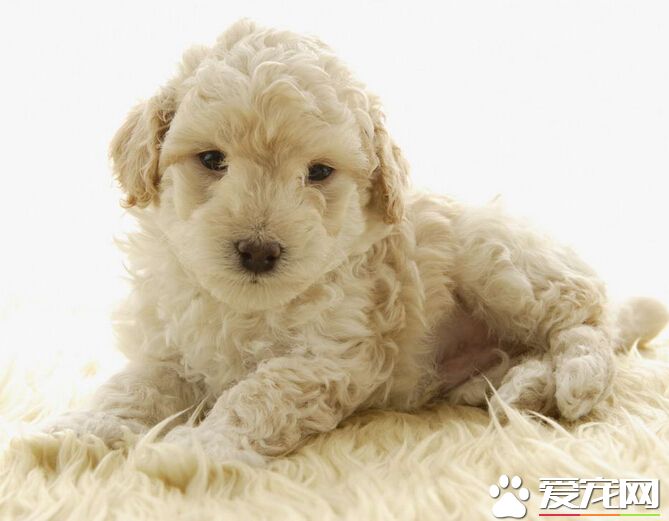 狗咬东西怎么办 一定要合理的引导它们