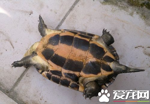 乌龟肺炎病 清理时箱内外温度要一致