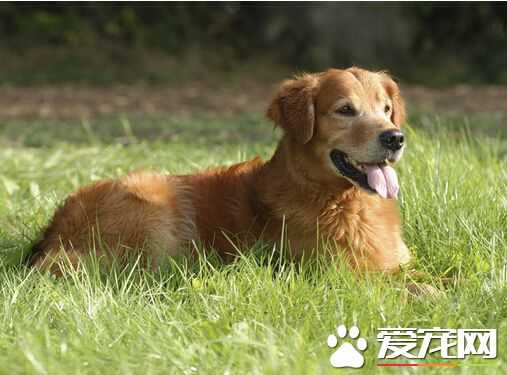 怎么给狗吃驱虫药 狗吃驱虫药的注意事项