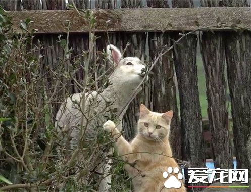 橘猫认为自己也是绵羊 现在变成当羊中之王