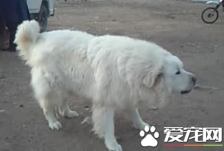 犬的喂养 犬的饲喂需要注意的五个方面