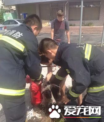 为救卡下水道的小狗 消防3次出动钻人孔爬粪坑