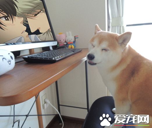 沒想到你是这样的柴柴