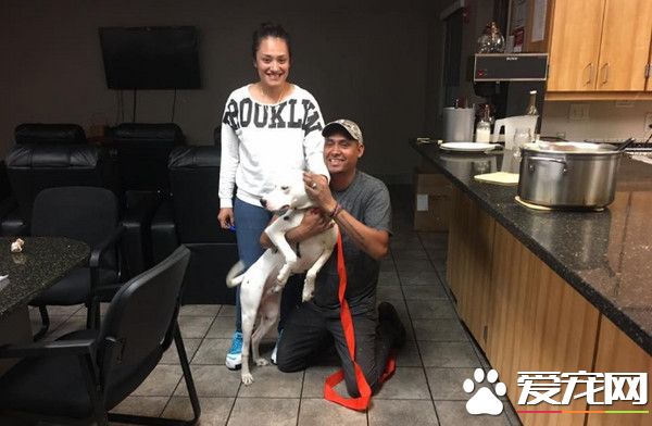 找不到回家的路 狗狗夜闯消防站求助