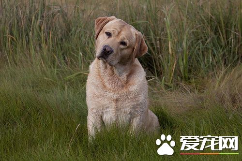 养犬前的准备工作 养犬必备的四种装备