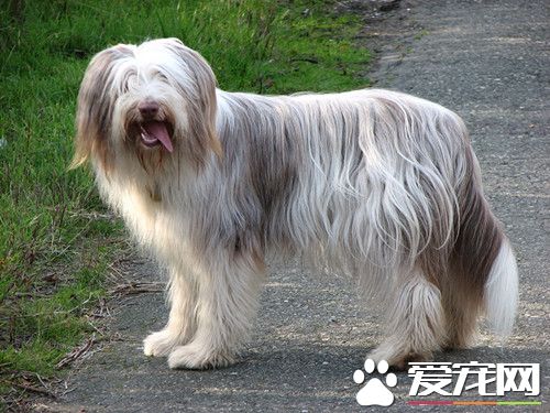 犬的饲料配方 13种最容易配制的日粮