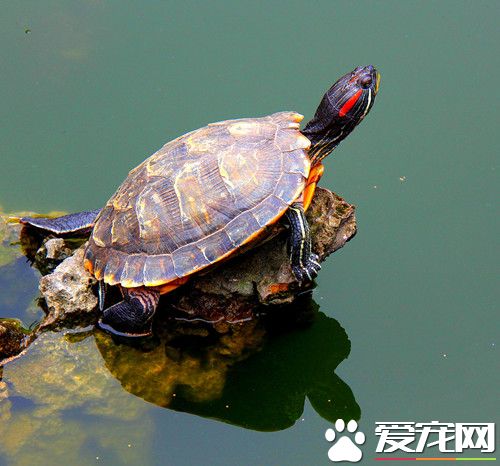 乌龟的脂肪肝性肝炎 绝不投喂变质隔餐
