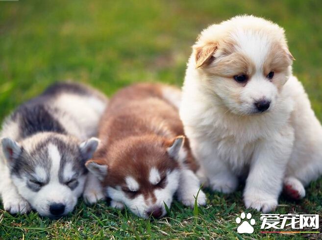 狗狗生完小狗吃什么 其四大要素详解