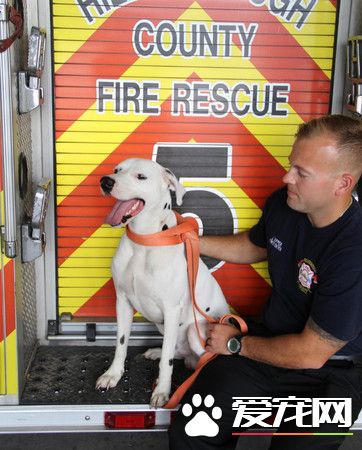 找不到回家的路 狗狗夜闯消防站求助
