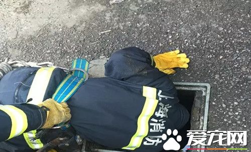 为救卡下水道的小狗 消防3次出动钻人孔爬粪坑