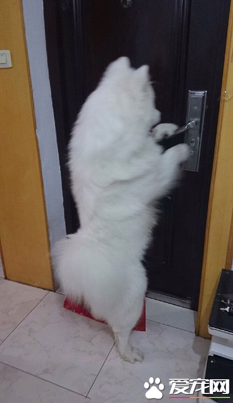 主人回来了，我来开门