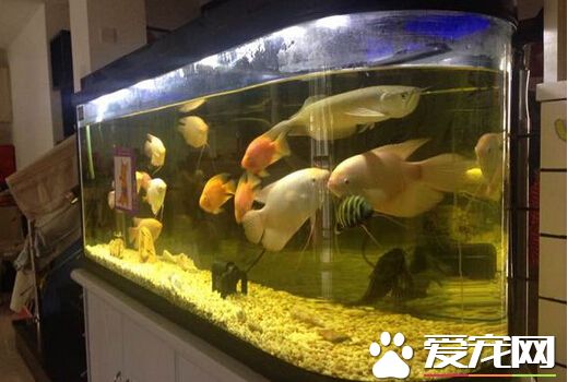 招财鱼身体溃烂 招财鱼溃烂的治疗方法