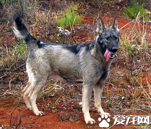 德牧和昆明犬的区别 德牧的性格会更温顺些