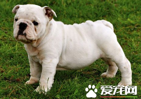 会笑的狗是什么狗 大家熟知的是萨摩耶