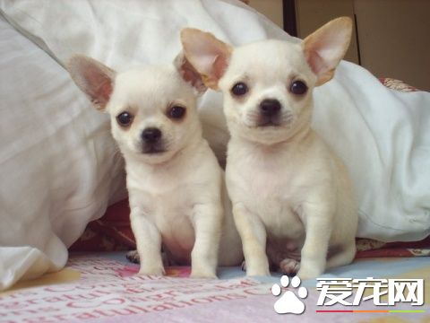 玩赏犬的选择 最好是断奶不久就抱养